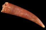 Fossil Fish Fang (Aidachar) - Kem Kem Beds, Morocco #107973-1